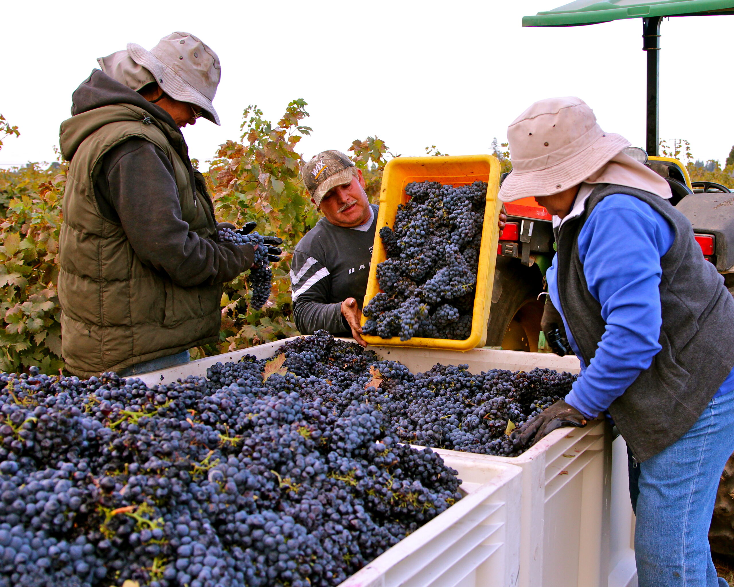Workers harvest and sort ripe grapes in a Lodi vineyard during harvest season.