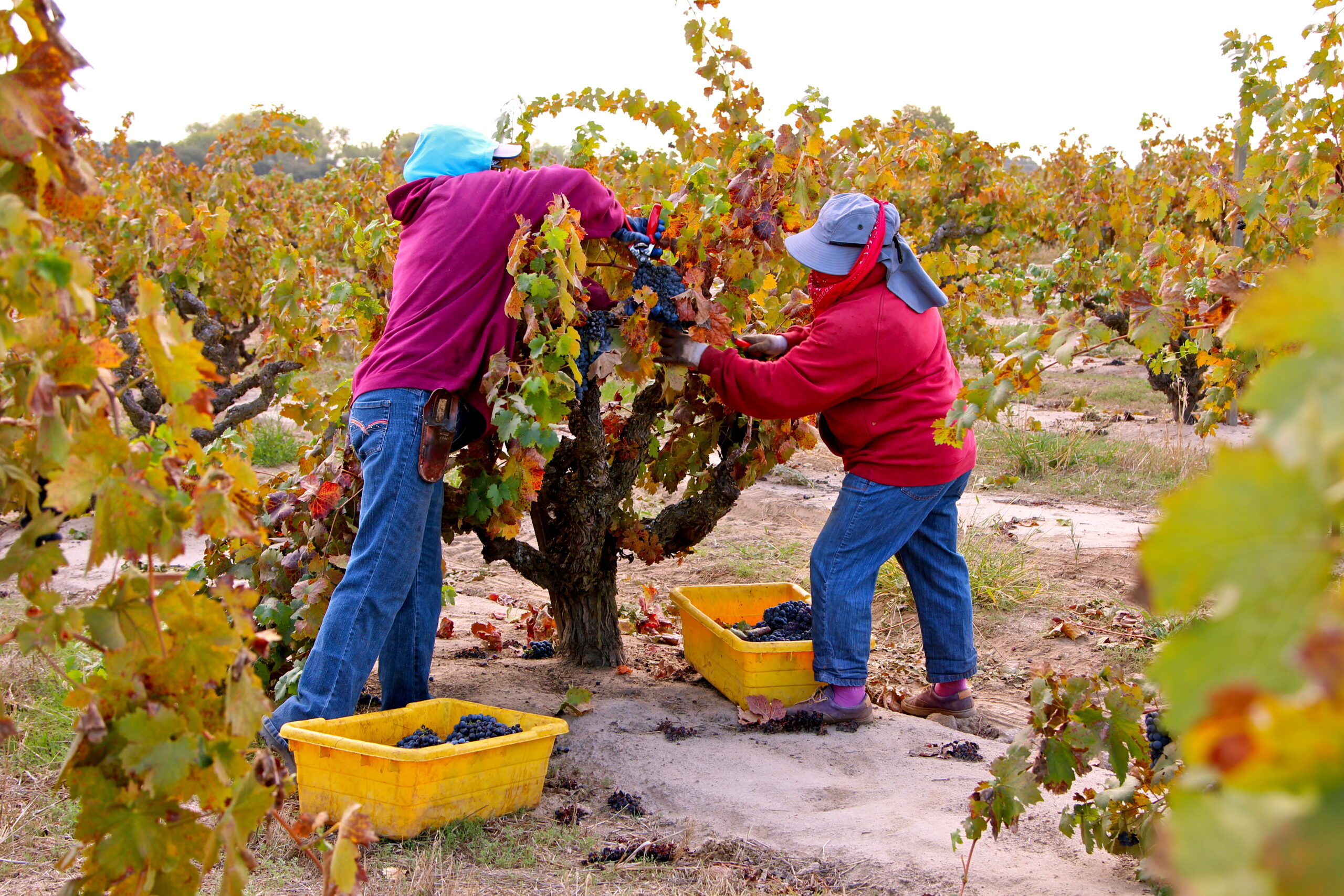 Workers harvest ripe wine grapes in a Lodi vineyard during the harvest season.