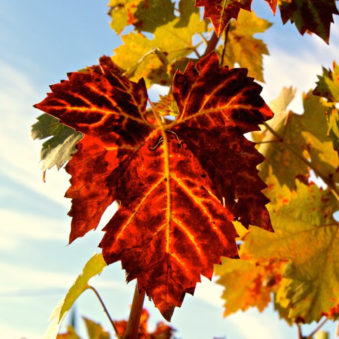 Close-up of vibrant red and orange grapevine leaves in autumn at Lodi Winegrape Commission.