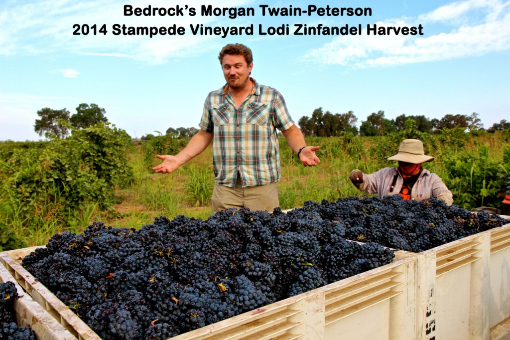 Man and worker in vineyard with harvested Zinfandel grapes in Lodi, California.