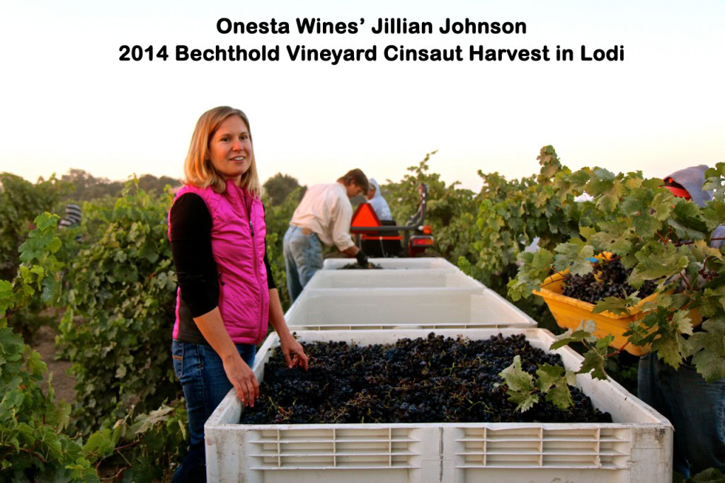 Jillian Johnson from Onesta Wines at Bechtold Vineyard during 2014 Cinsault harvest in Lodi, California.