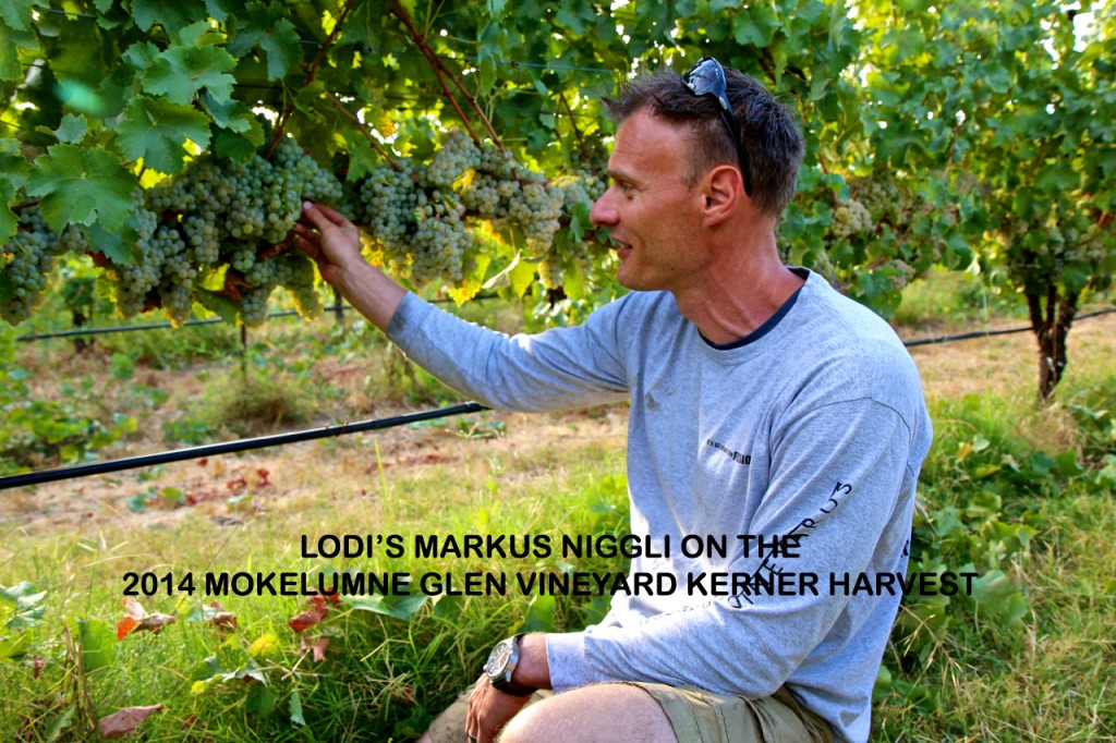 Man harvesting grapes at Mokelumne Glen Vineyard in Lodi during Kerner harvest.