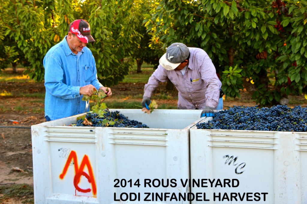 Two workers harvest ripe Zinfandel grapes at Rous Vineyard in Lodi during 2014.