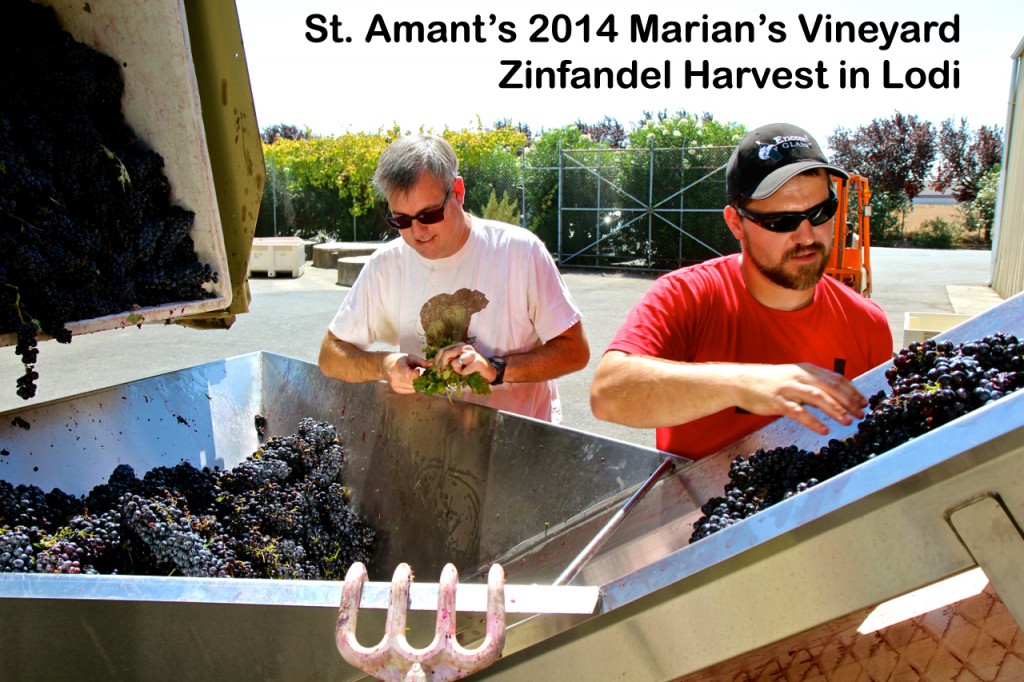 Two men harvesting Zinfandel grapes at St. Amant's 2014 Marian's Vineyard in Lodi.