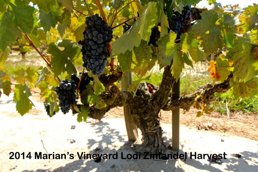 Grapevines with ripe dark grapes at Marian's Vineyard during 2014 Zinfandel harvest in Lodi.