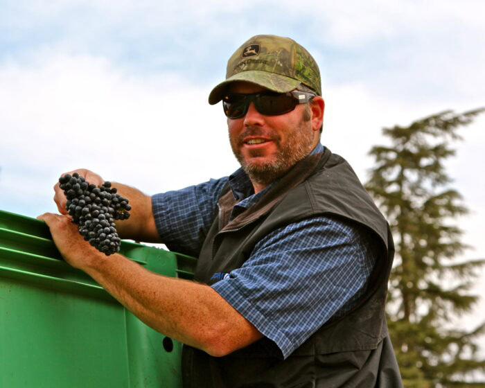 Man harvesting grapes in Lodi, California, during the wine grape season with a green bin and vineyard in the background.