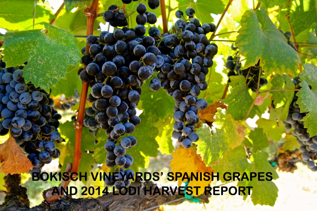 Close-up of ripe Spanish grape clusters hanging on the vine at Bokisch Vineyards.