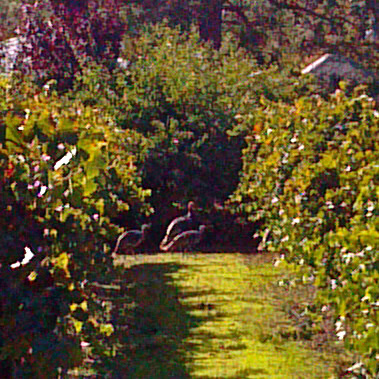 Lodi winegrape vineyard with lush green vines and sunlight filtering through leaves.