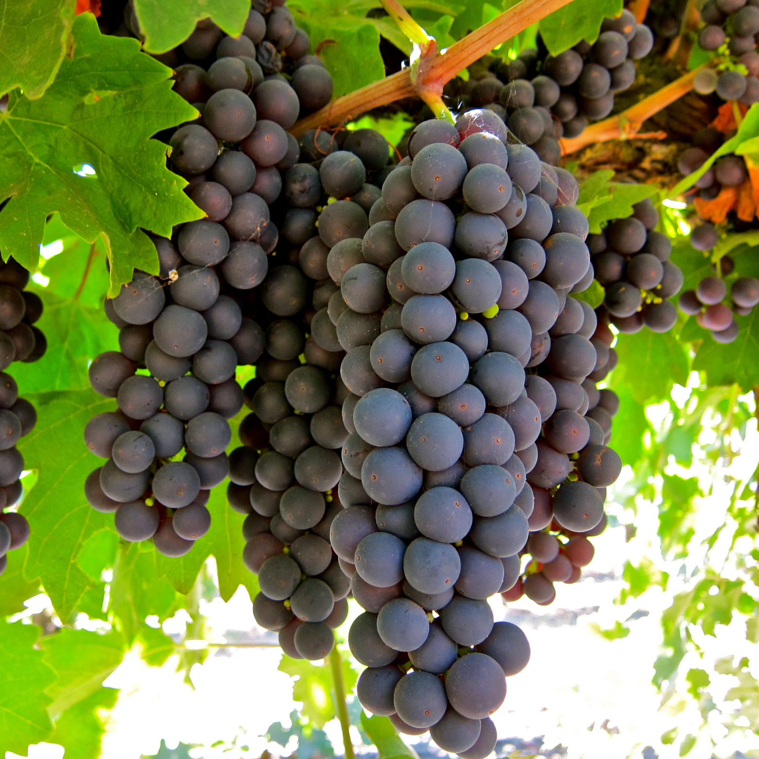 Close-up of ripe dark purple grapes hanging on a vine in a vineyard.
