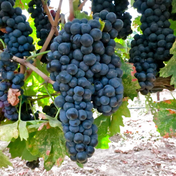Close-up of ripe dark purple winegrapes on the vine in Lodi, California.