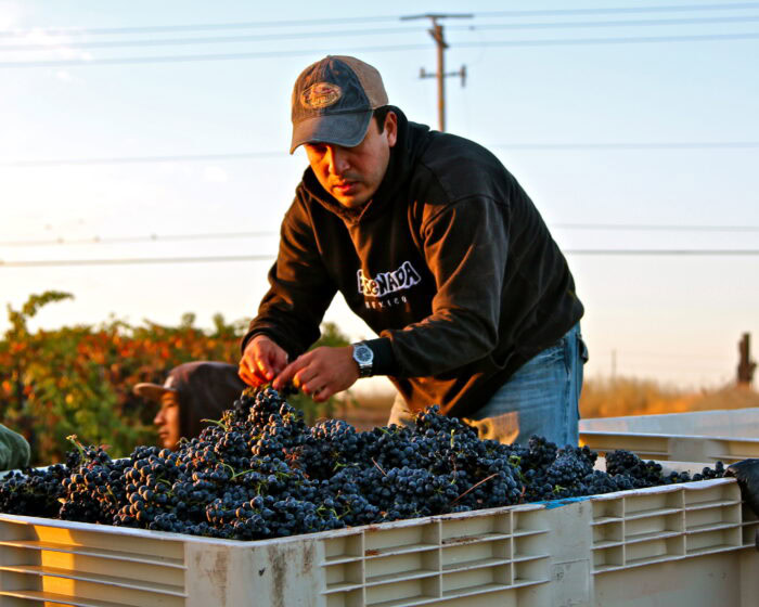 Man harvesting ripe grapes in a vineyard during sunset for Lodi wine production.