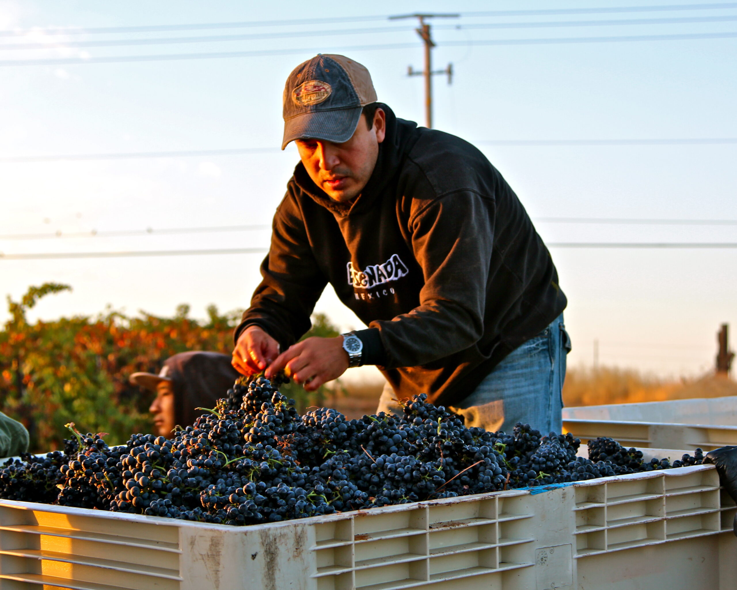 Man harvesting ripe grapes in a vineyard during sunset for Lodi wine production.