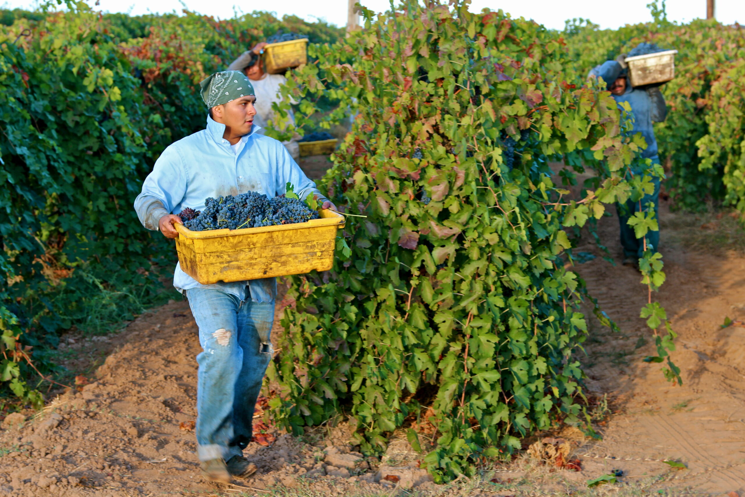 Workers harvesting grapes in a Lodi vineyard during the wine grape season.