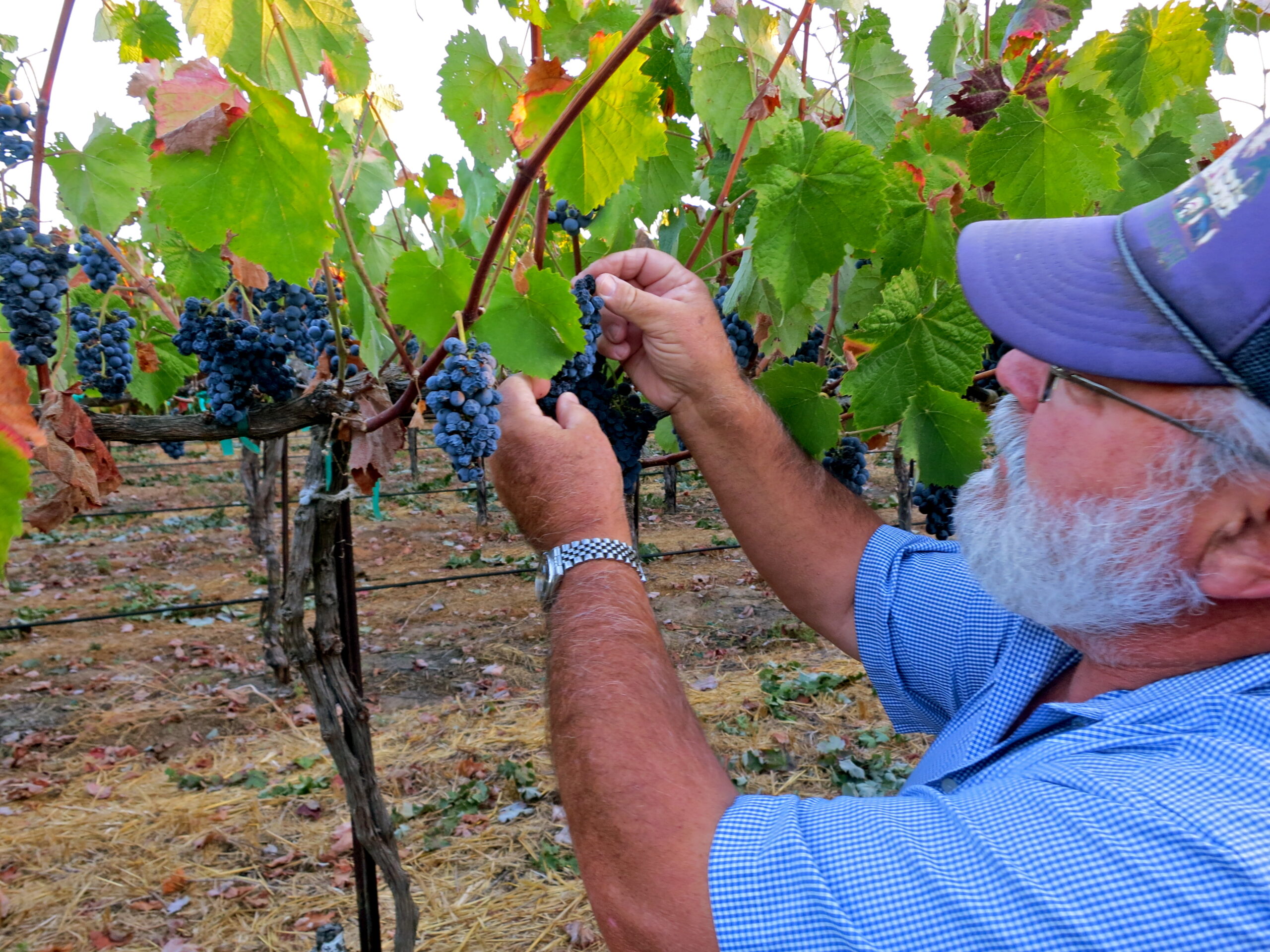 Vineyard worker harvesting ripe grapes in Lodi wine region, California.
