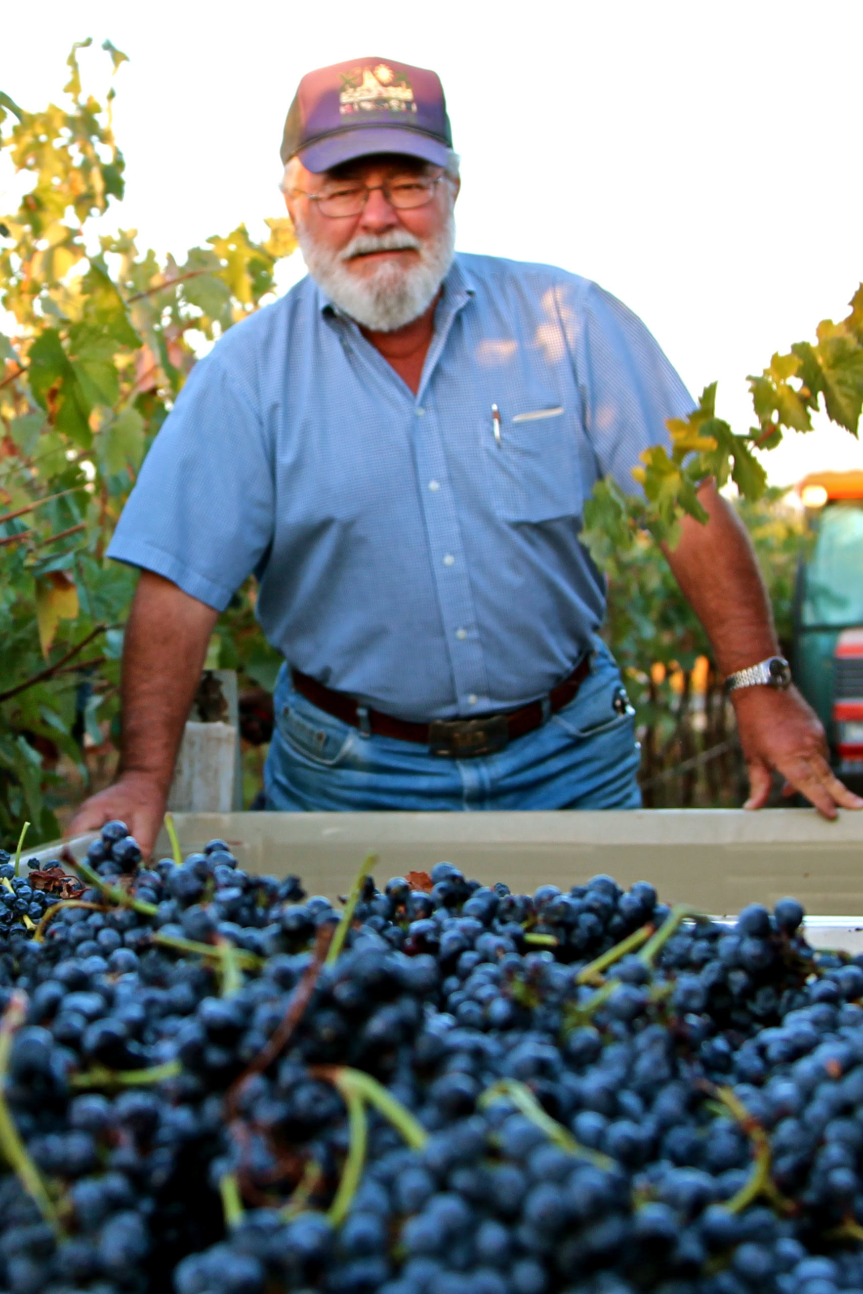 Man in vineyard with grapes during harvest at Lodi Winegrape Commission.