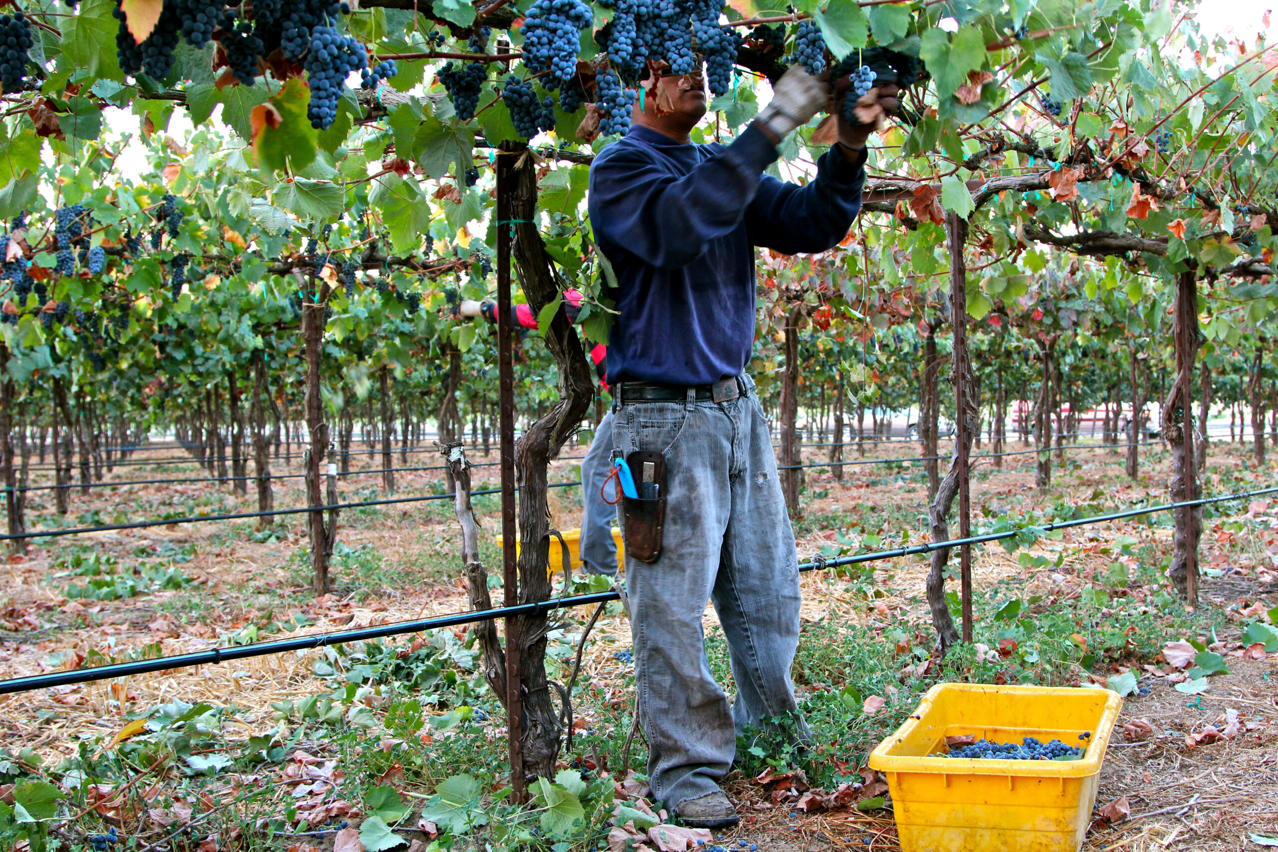 Vineyard worker harvesting ripe grapes in Lodi wine region, California, during the grape harvest season.