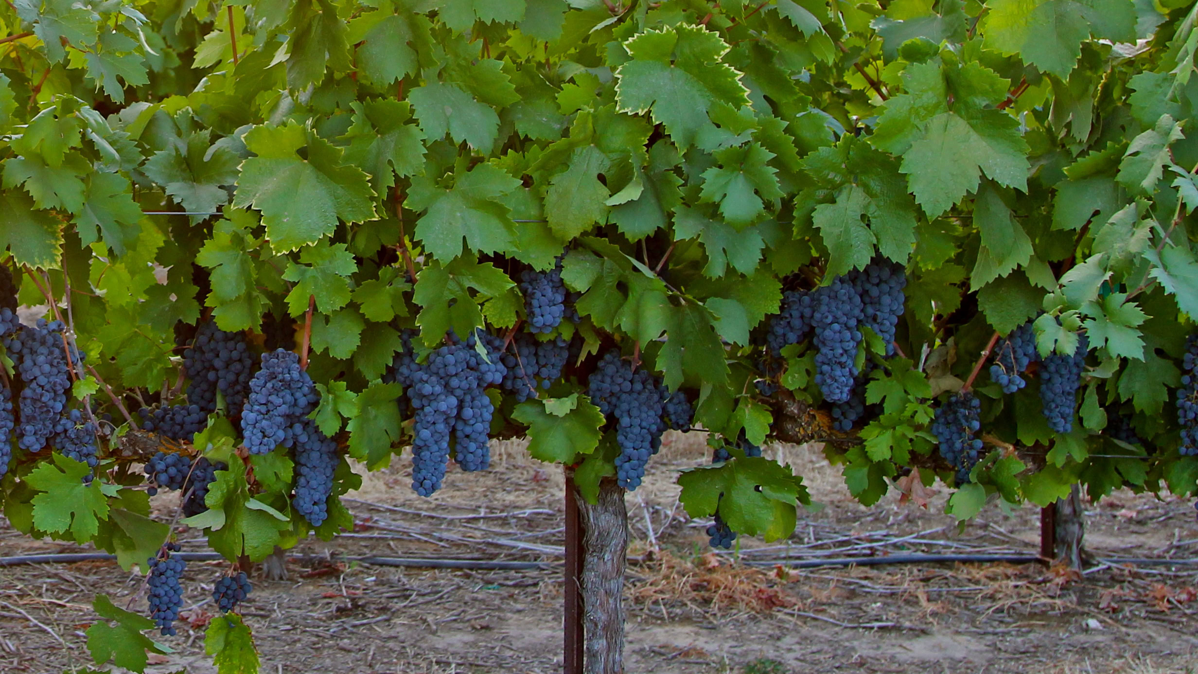 Vineyard with ripe blue grapes hanging from lush green vines in Lodi, California.