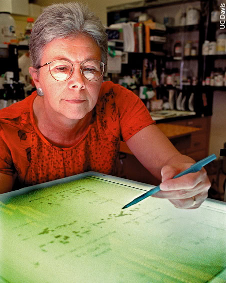 Senior woman scientist examining data on a lightbox in a laboratory setting.