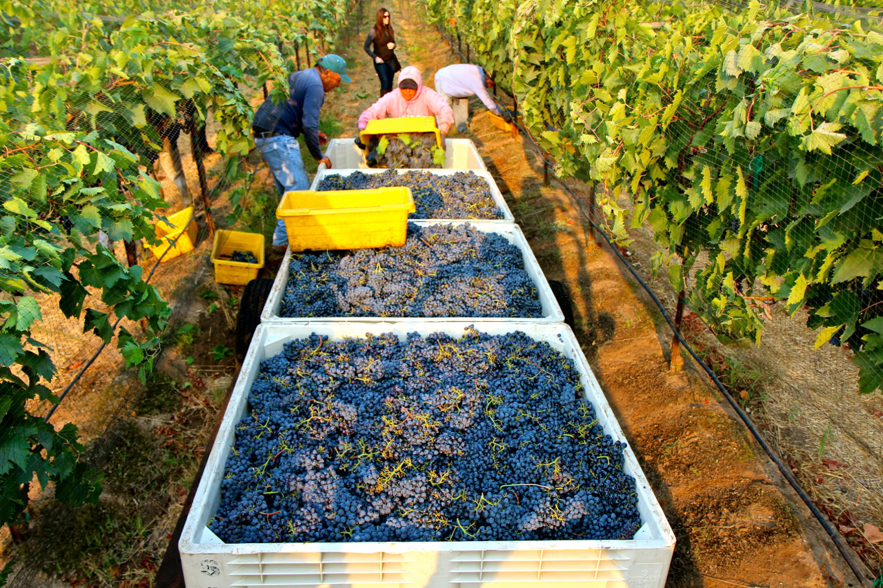 Workers harvest grapes in a vineyard for winemaking in Lodi, California.