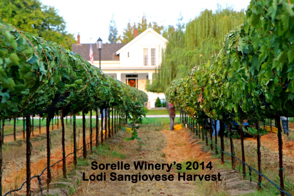 Vineyard rows at Sorelle Winery during 2014 Lodi Sangiovese harvest, showcasing lush grapevines and a scenic winery estate.