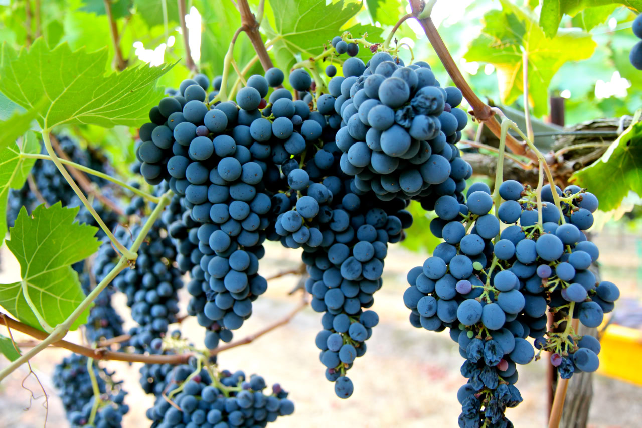 Close-up of ripe blue winegrapes hanging on the vine in a Lodi vineyard.
