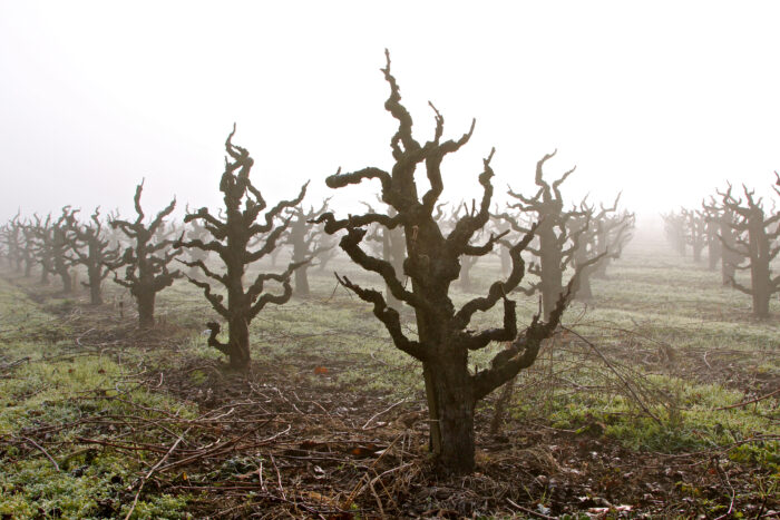 Gnarled, leafless grapevines in a foggy Lodi vineyard during winter.