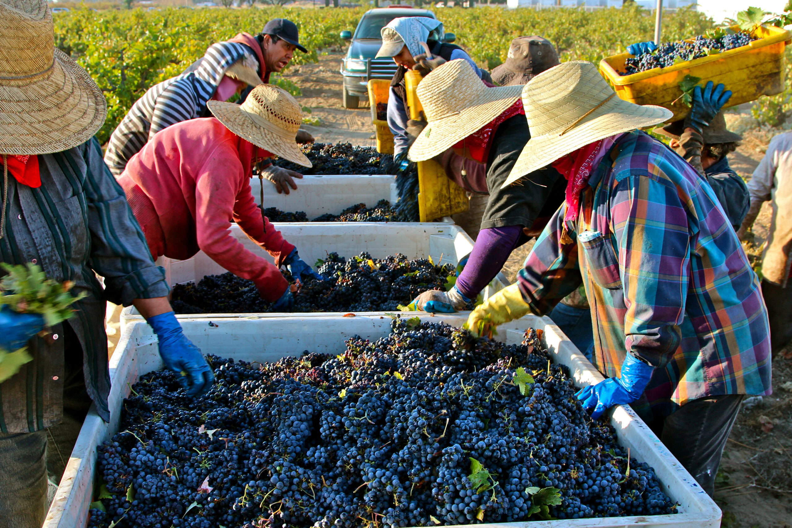 Workers harvest ripe grapes in a vineyard for winemaking in Lodi, California.