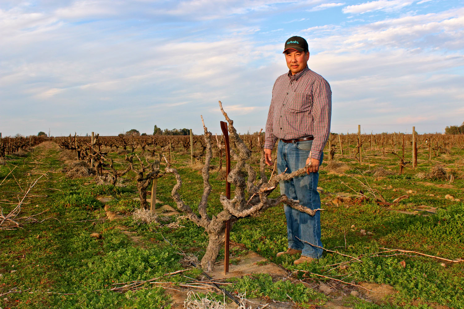 Vineyard worker standing in a Lodi winegrape vineyard with pruned vines and a blue sky.