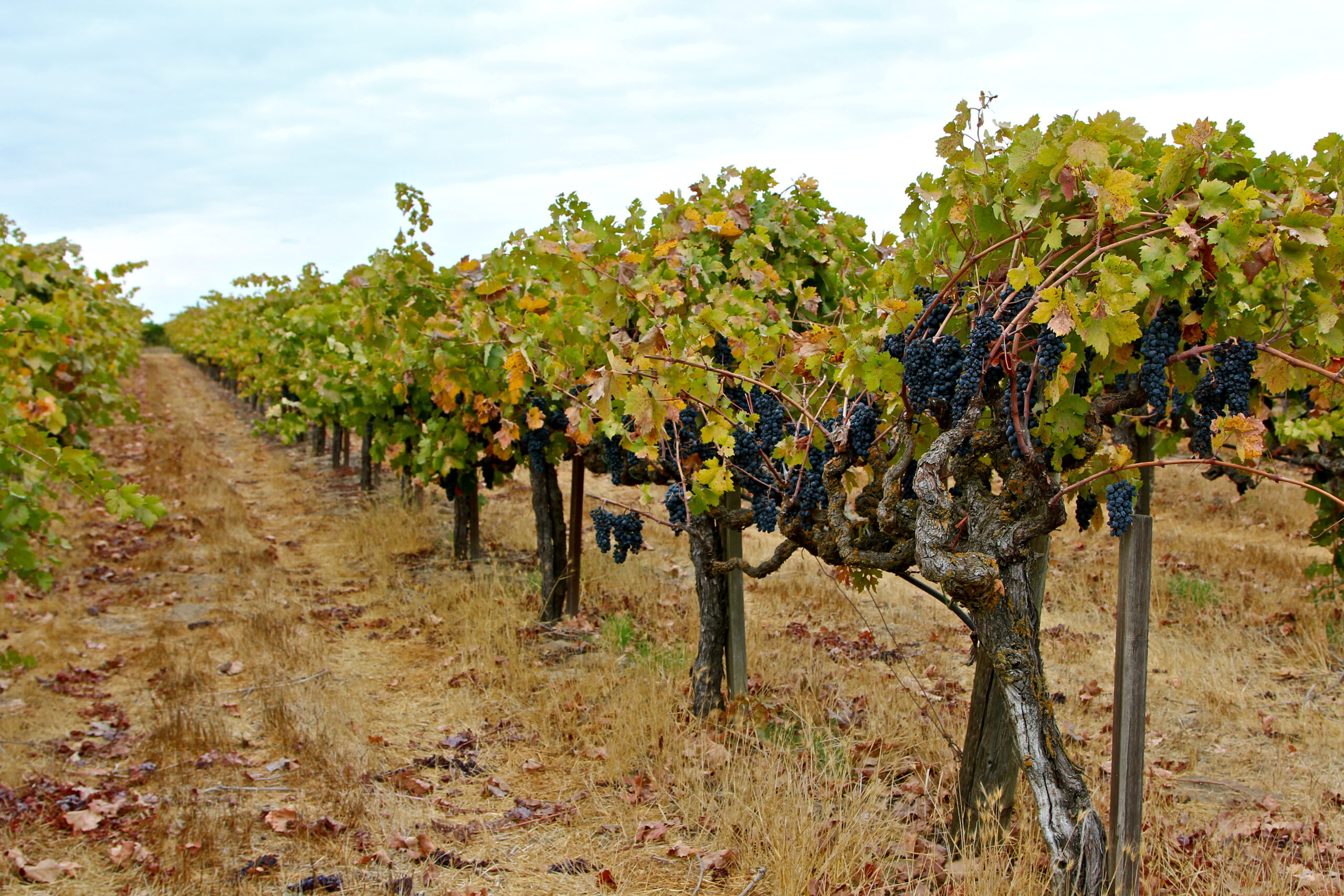 Vineyard with ripe grapes in Lodi wine region, California, during harvest season.