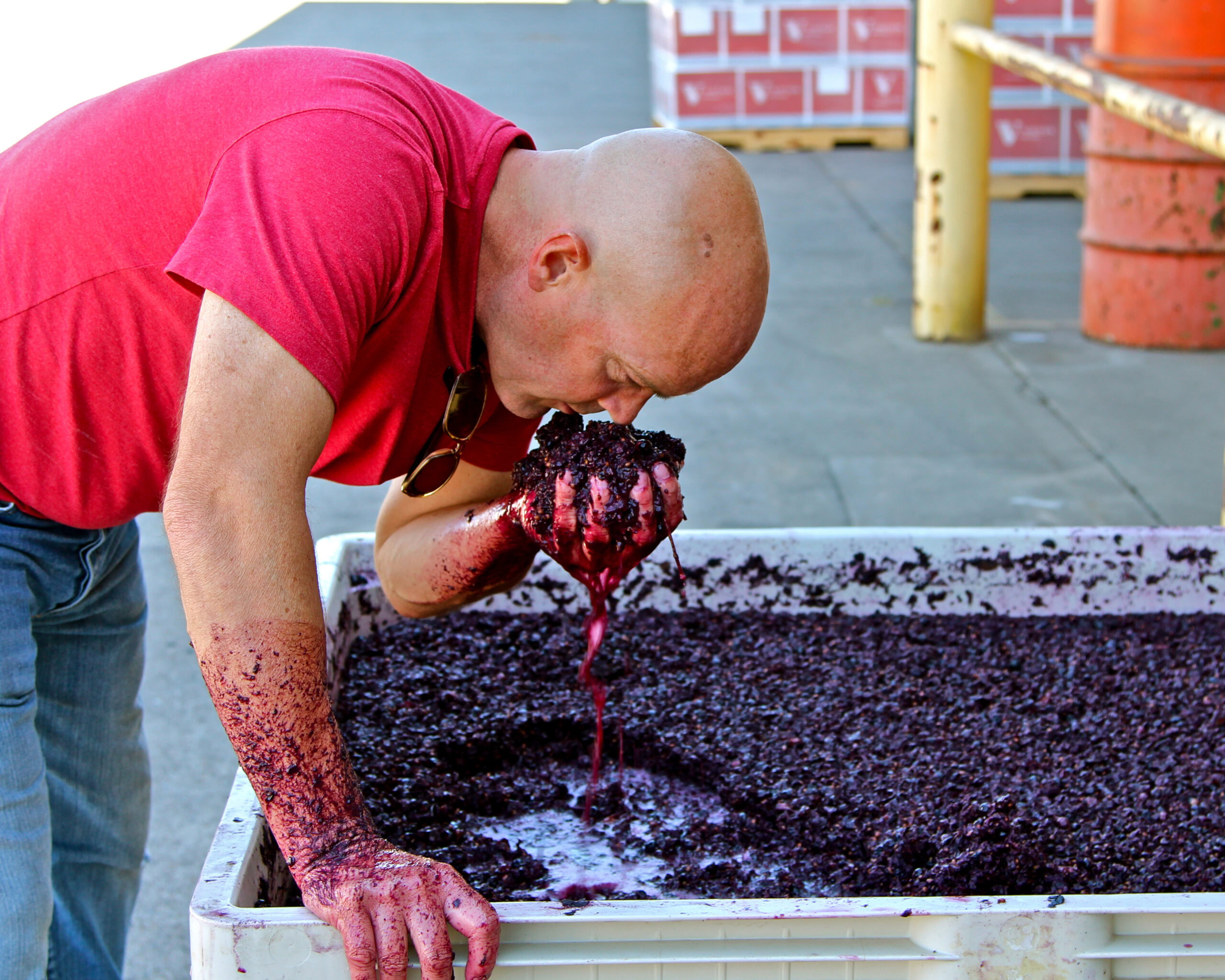 Man tasting freshly crushed Lodi wine grapes during harvest at a winery.