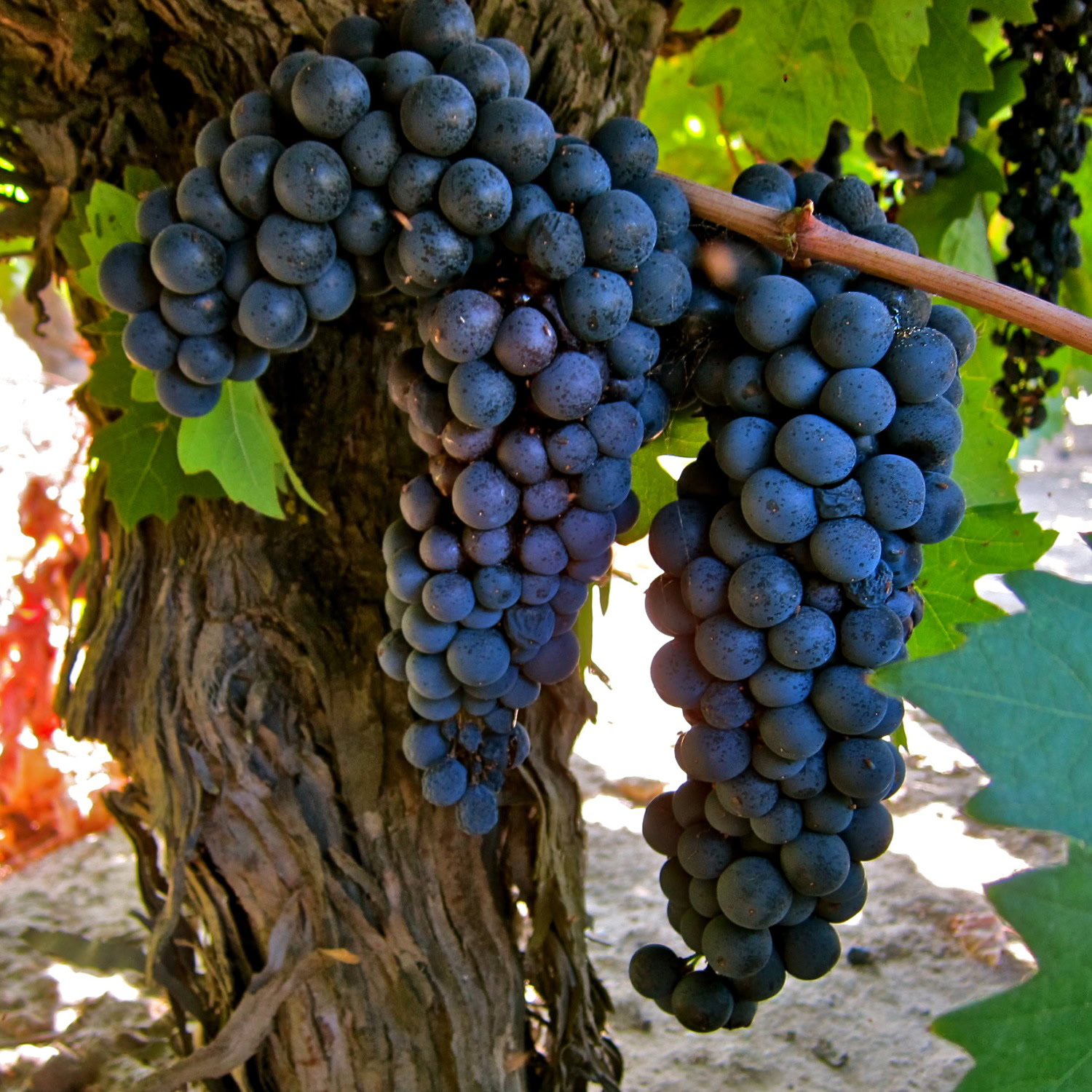 Close-up of ripe dark purple wine grapes hanging from a vine in Lodi, California.