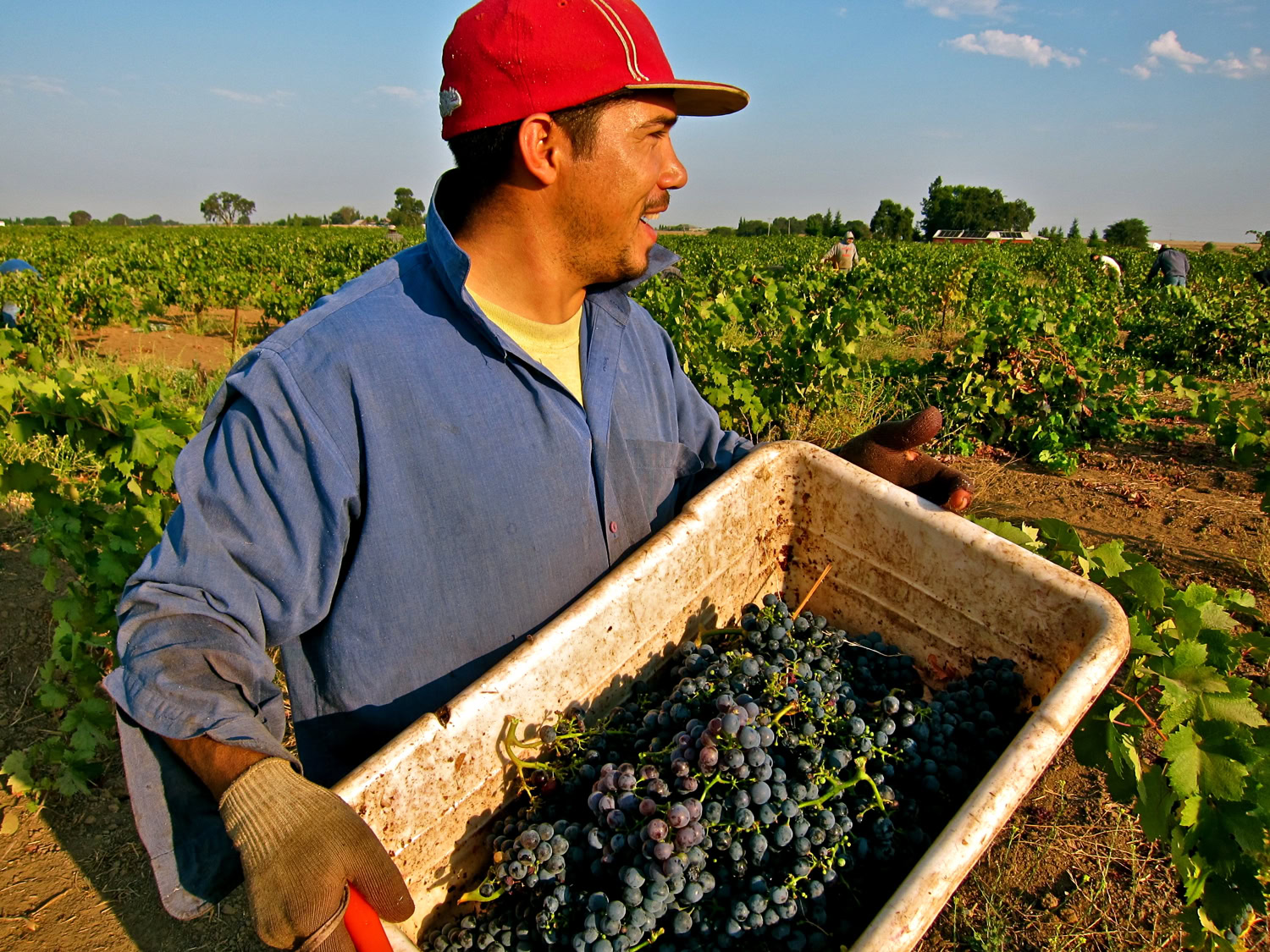 Vineyard worker harvesting grapes in Lodi wine region, California, during daytime.