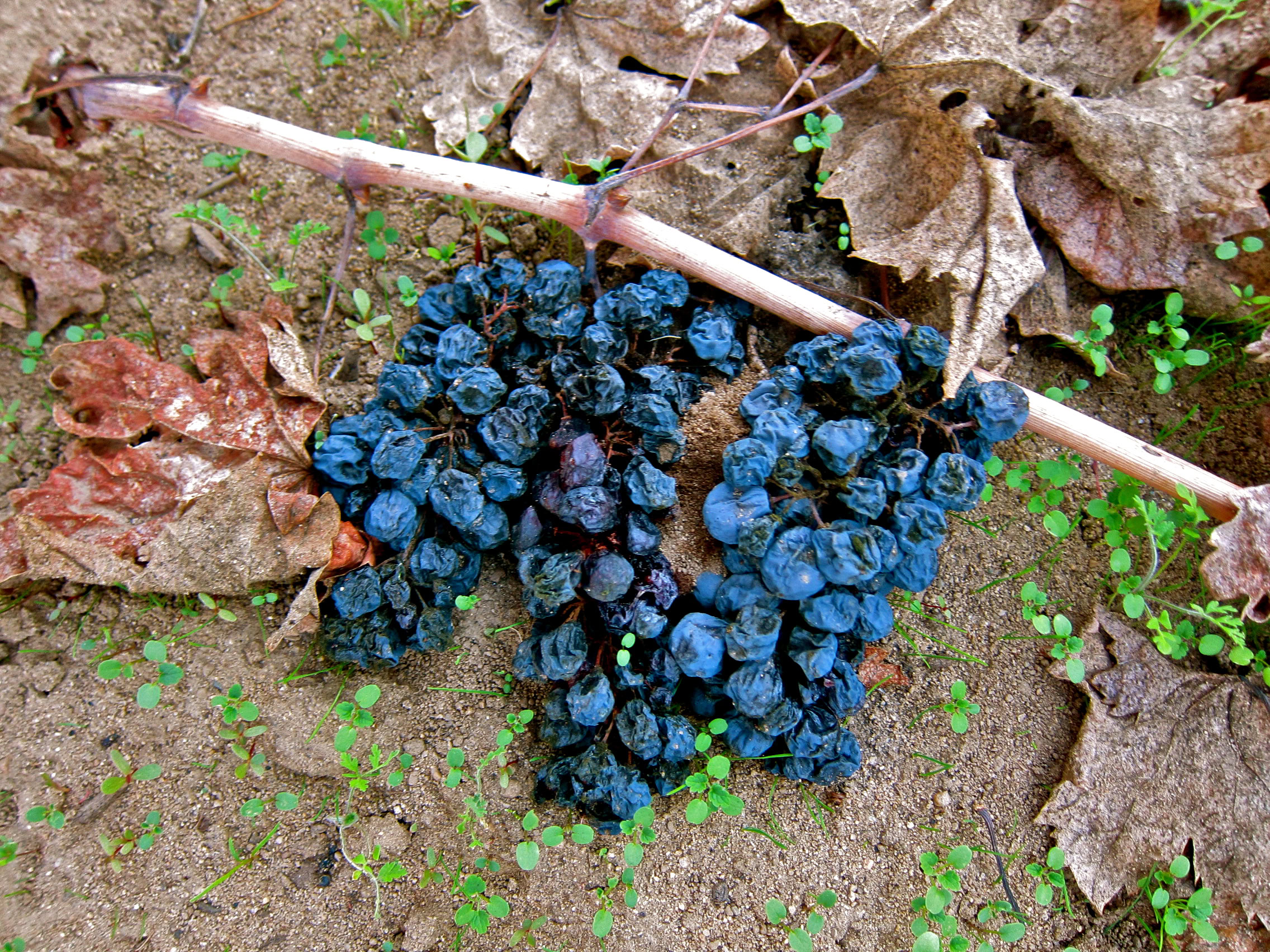 Cluster of dark blue grapes on the ground among fallen leaves and small green plants.