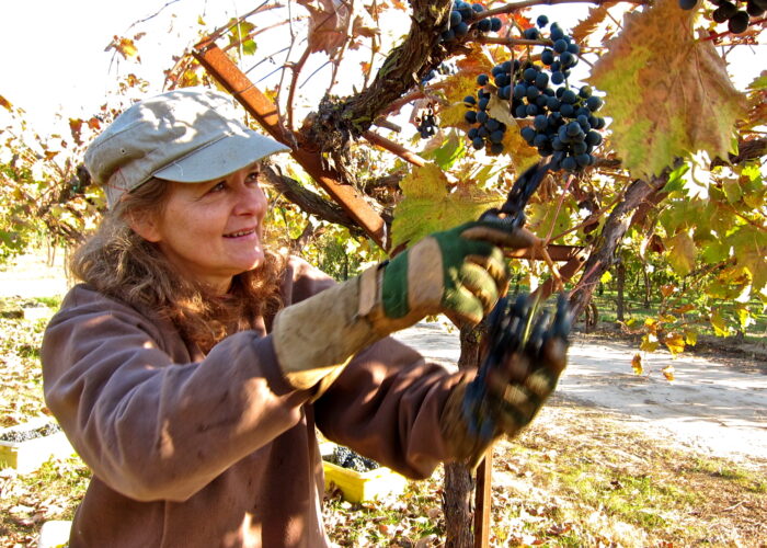 Woman harvesting ripe grapes in a vineyard during sunny day for Lodi wine production.