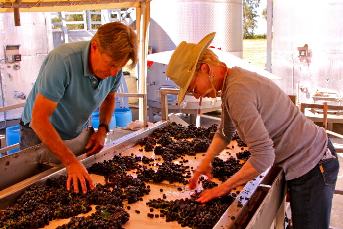 Two workers sorting grapes during harvest at a Lodi vineyard, showcasing grape quality control and vineyard management.