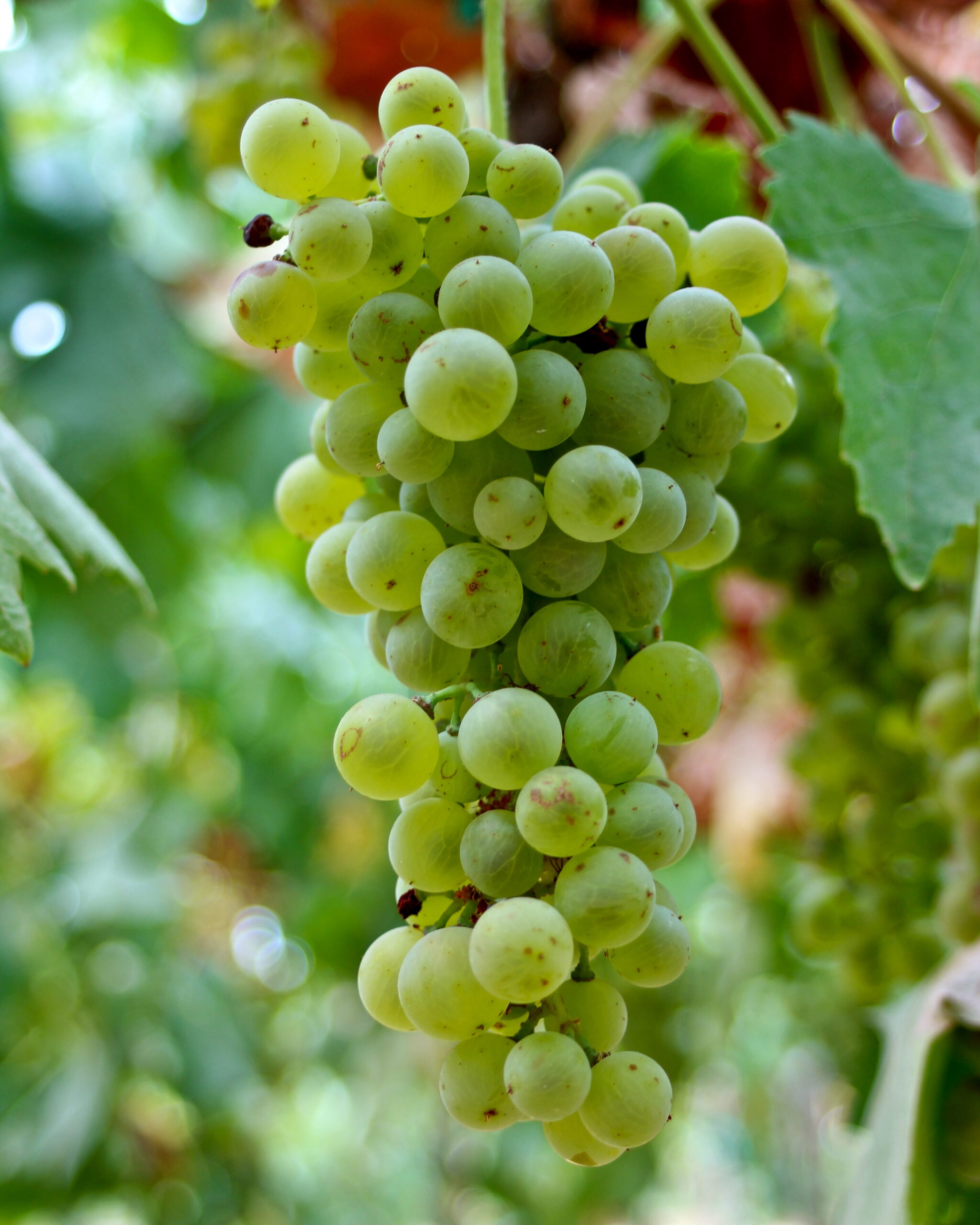 Close-up of a green winegrape cluster on the vine, showcasing healthy grapes ready for harvest in Lodi, California.
