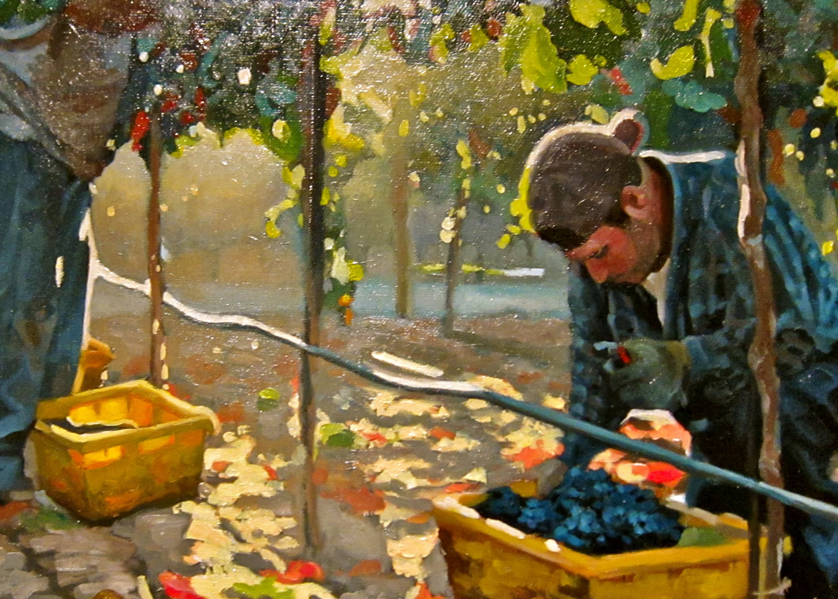 Worker harvesting grapes in a vineyard during the day, with sunlight filtering through leaves.