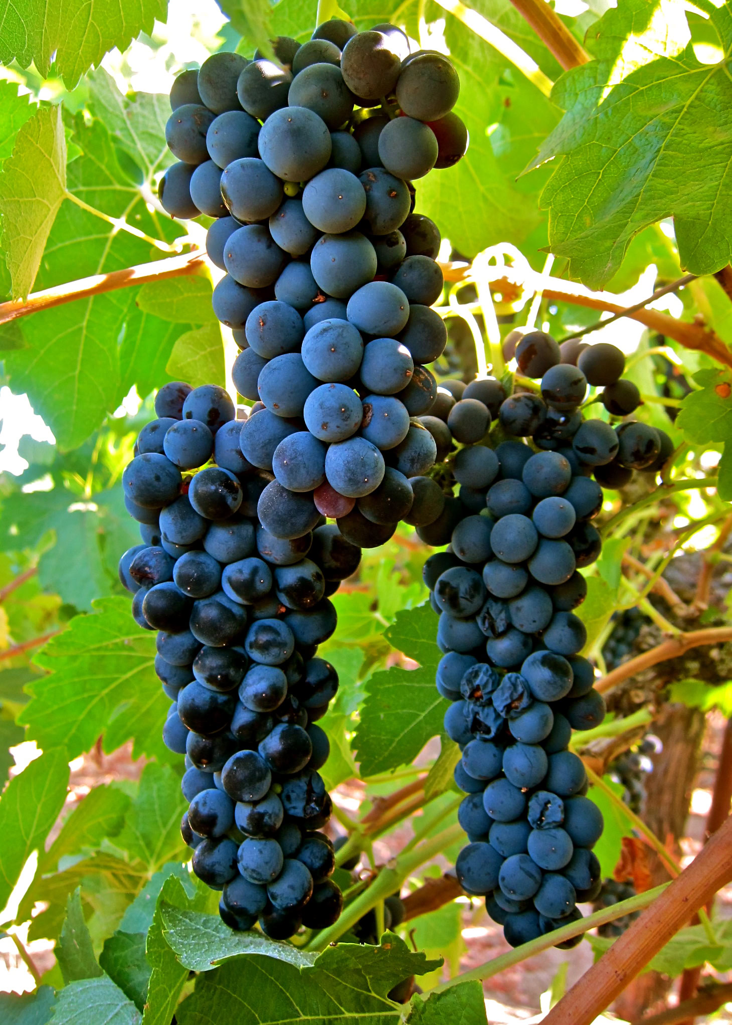 Close-up of ripe dark purple winegrapes hanging on the vine in Lodi, California.