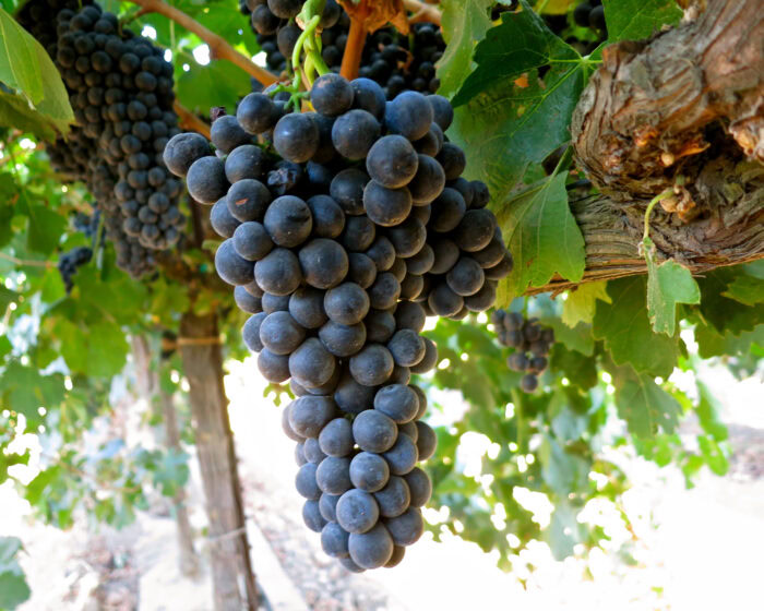 Close-up of ripe dark purple wine grapes hanging from a vine in Lodi wine country.