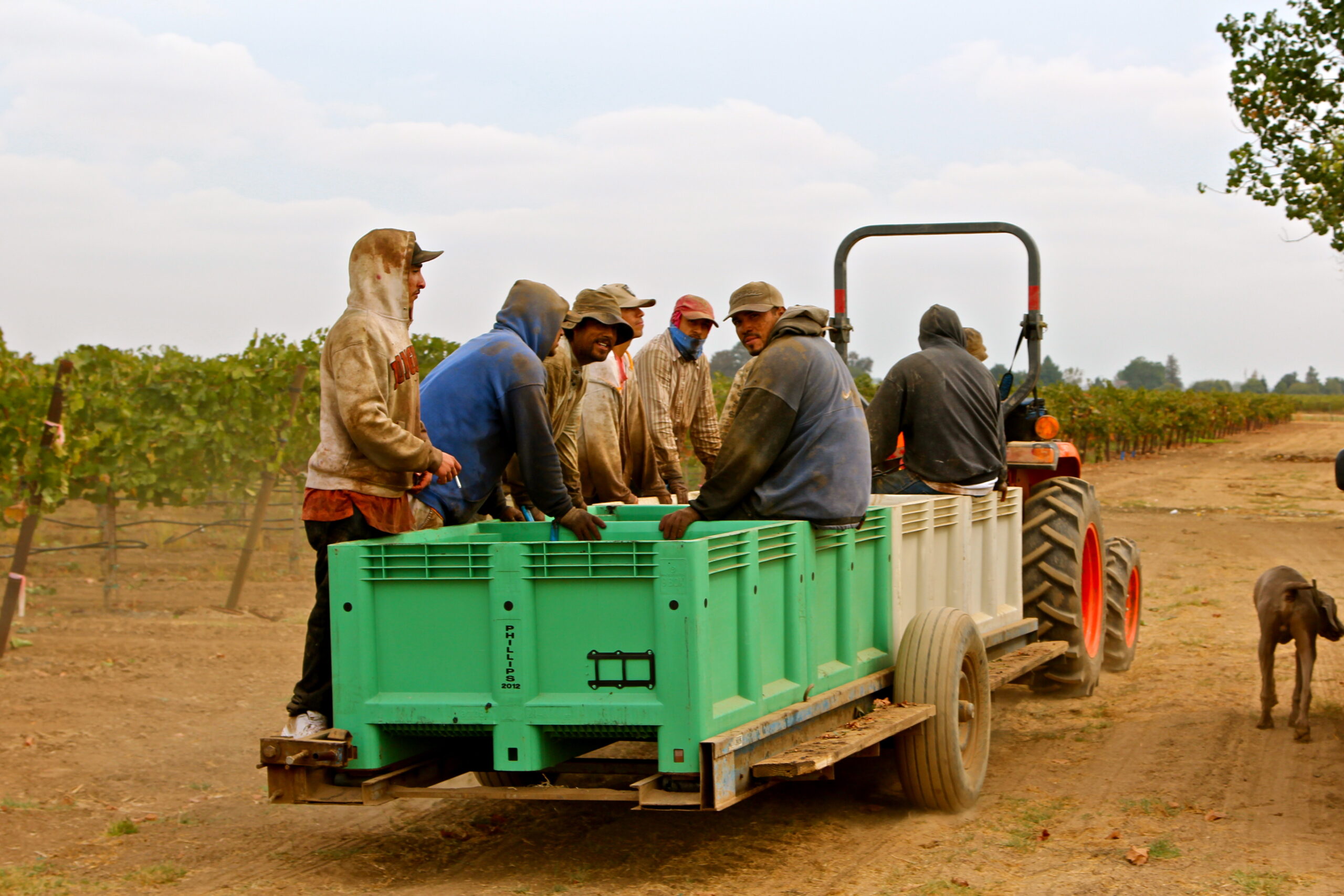 Workers harvest winegrapes on a tractor trailer in Lodi, California, during the grape harvest season.