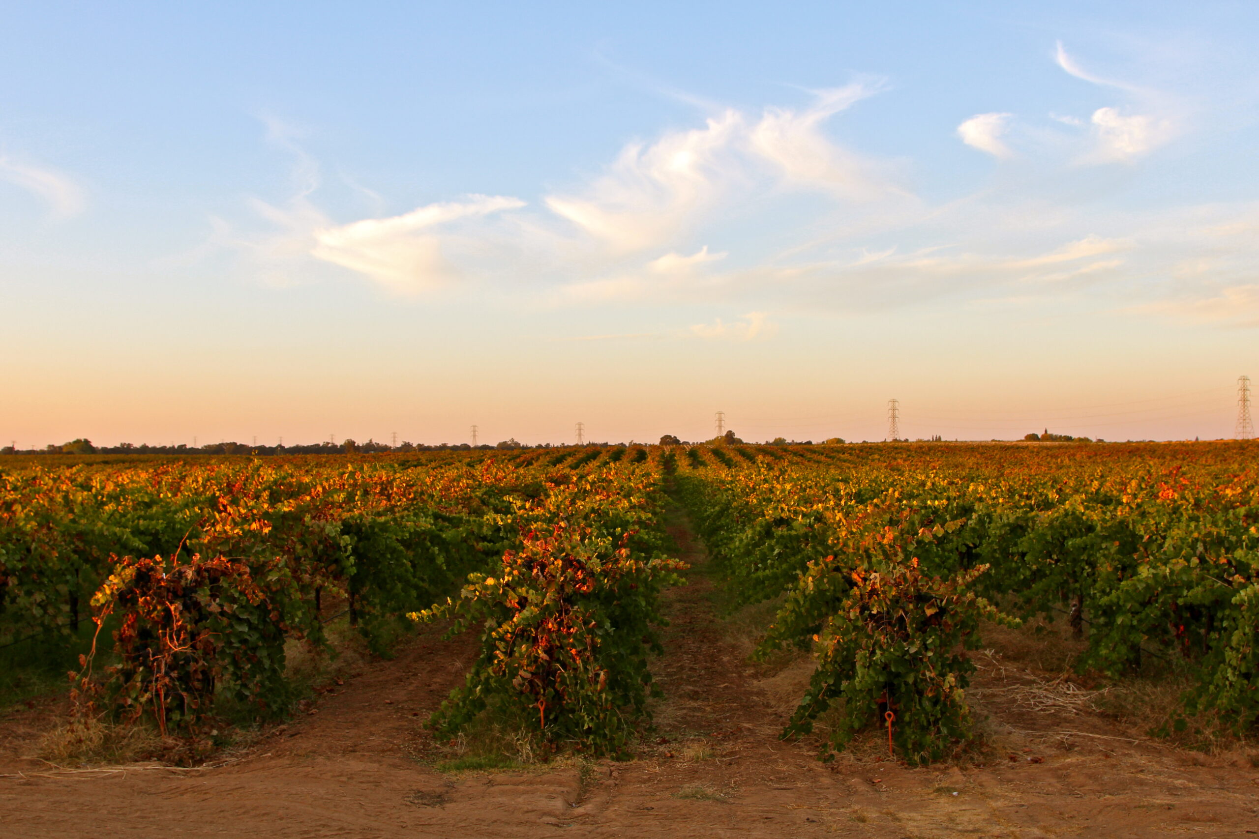 Lodi winegrape vineyard with rows of grapevines under a sunset sky, showcasing California's wine region.