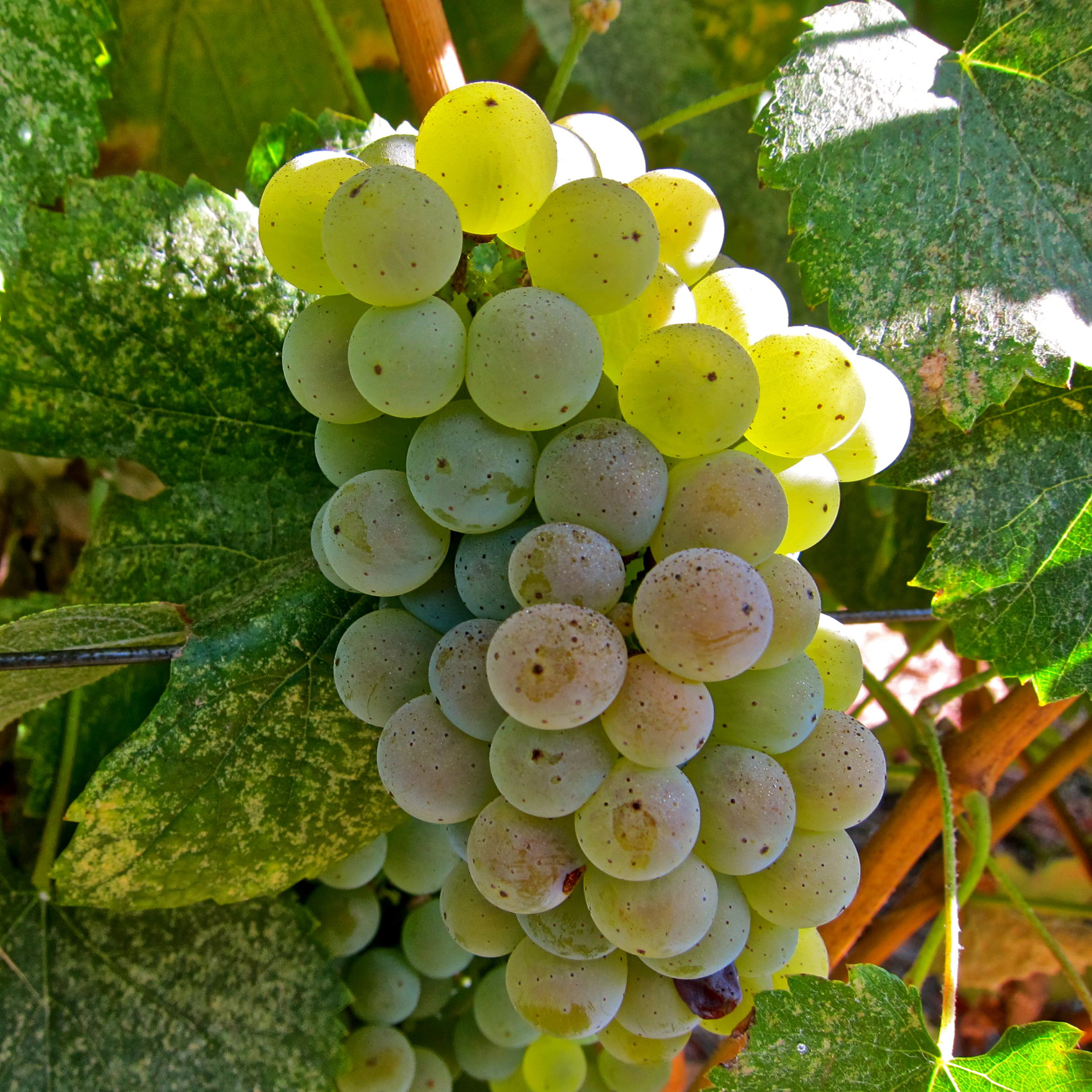 Close-up of a ripe white wine grape cluster on the vine with green leaves in the background.