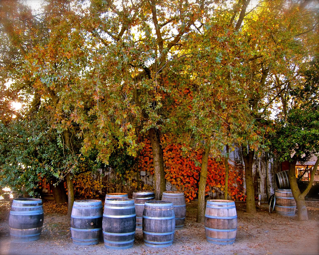 Autumn vineyard scene with grape barrels and colorful trees in Lodi, California.
