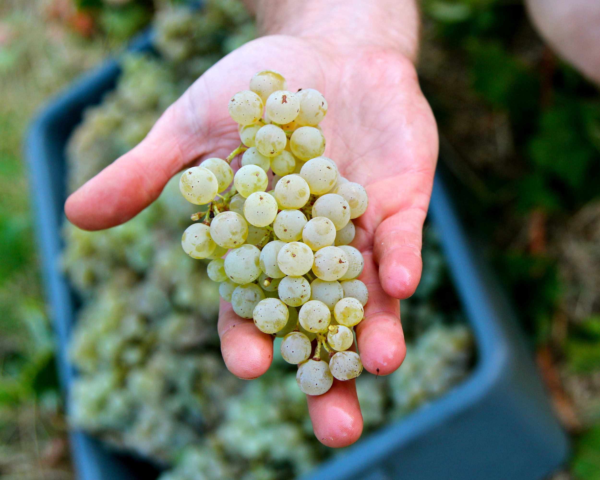Close-up of a hand holding a bunch of white wine grapes in a vineyard.