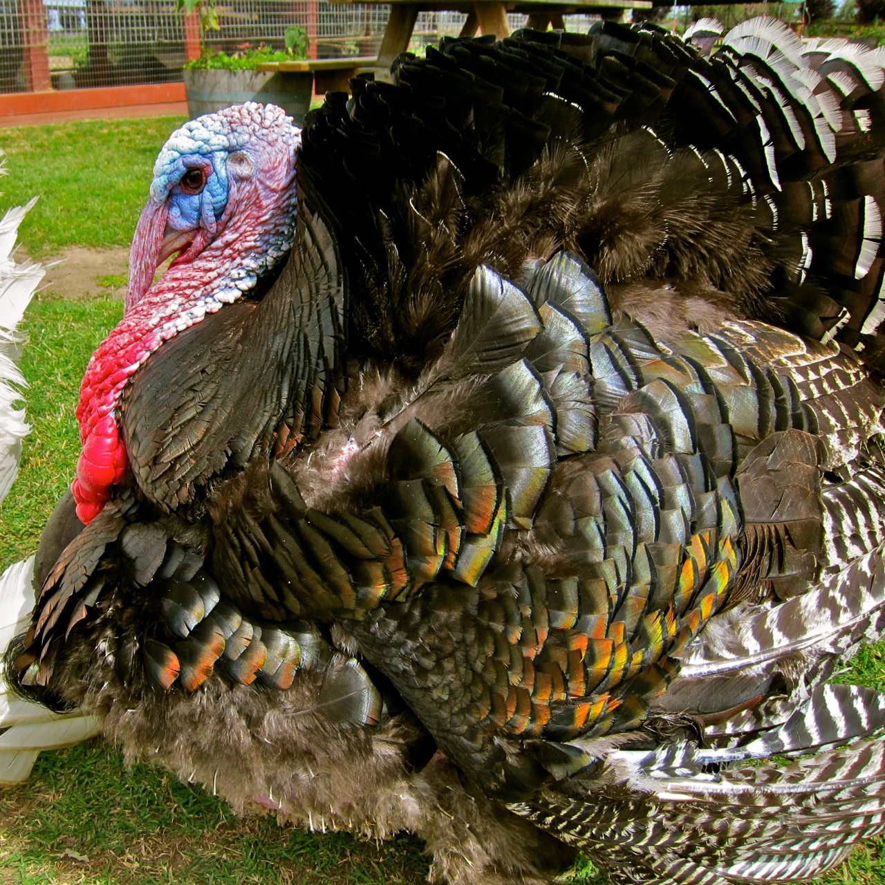 Close-up of a turkey with colorful feathers, representing the Lodi Winegrape Commission's agricultural focus.