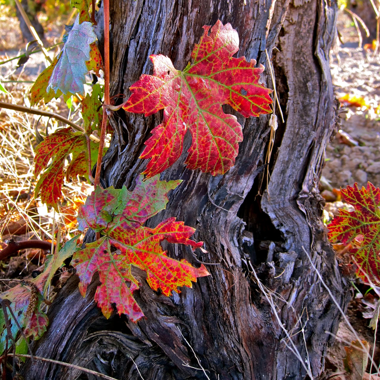 Close-up of red and green grapevine leaves on a weathered vine trunk in Lodi, California.
