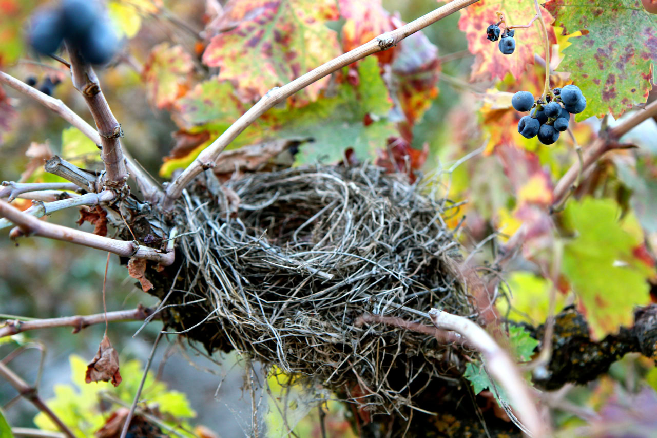 Bird nest built in a Lodi winegrape vine with grapes and colorful leaves nearby.