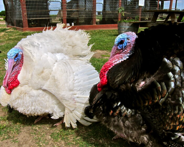 Two turkeys, one white and one black, outdoors near a fenced area, with green grass and trees in the background.