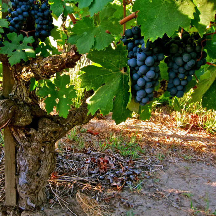 Close-up of ripe dark purple grapes hanging on a vine in a vineyard.