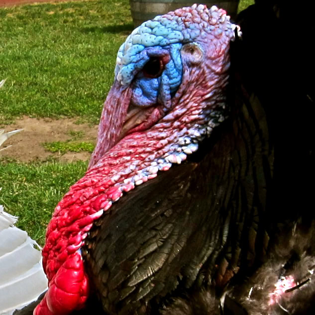 Close-up of a colorful turkey with blue, red, and pink feathers in a grassy outdoor setting.